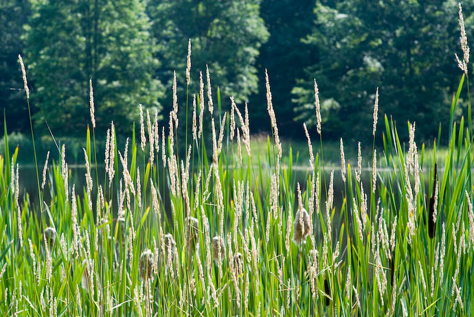 Tall Grass -- Rootstown, Ohio, USA -- Copyright 2008 Jeffrey Eric Francis Friedl, http://regex.info/blog/