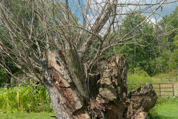Haunted Tree -- Rootstown, Ohio, USA -- Copyright 2008 Jeffrey Eric Francis Friedl, http://regex.info/blog/