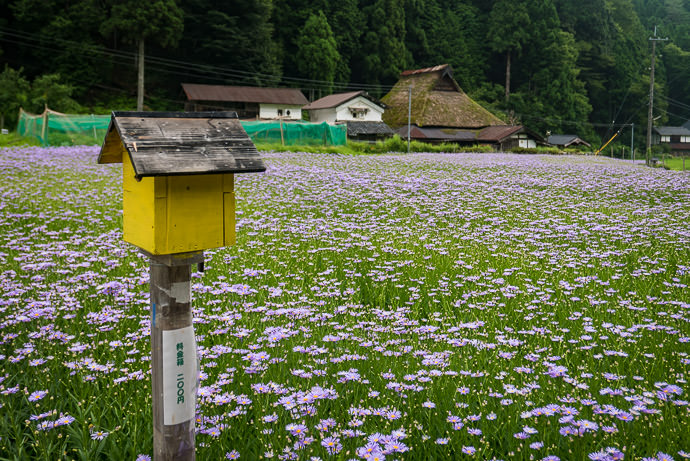 Money Deposit flowers are 10 for 200 yen (about $2) -- Kyoto, Japan -- Copyright 2015 Jeffrey Friedl, http://regex.info/blog/