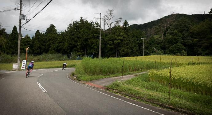 The Rice Crop Looks Ready for Harvest taken while cycling at 44 kph (27 mph) the harvest will make for photogenic trips later this month -- Kyoto, Japan -- Copyright 2015 Jeffrey Friedl, http://regex.info/blog/