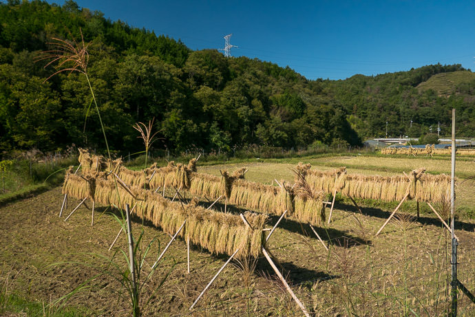 Rice Harvest -- Koka, Shiga, Japan -- Copyright 2015 Jeffrey Friedl, http://regex.info/blog/