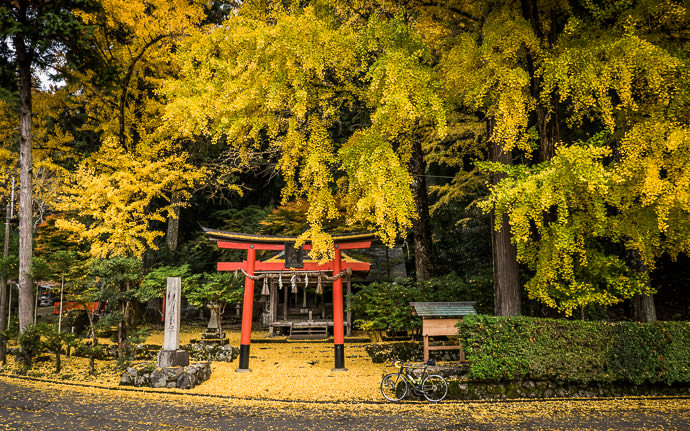 desktop background image of a fall-foliage scene in Kyoto, Japan -- Iwato Ochiba Shrine (岩戸落葉神社) -- Copyright 2015 Jeffrey Friedl, http://regex.info/blog/ -- This photo is licensed to the public under the Creative Commons Attribution-NonCommercial 4.0 International License http://creativecommons.org/licenses/by-nc/4.0/ (non-commercial use is freely allowed if proper attribution is given, including a link back to this page on http://regex.info/ when used online)