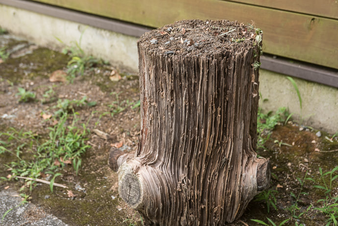 Weathered Stump -- 宇治市総合野外活動センター -- Uji, Kyoto, Japan -- Copyright 2016 Jeffrey Friedl, http://regex.info/blog/ -- This photo is licensed to the public under the Creative Commons Attribution-NonCommercial 4.0 International License http://creativecommons.org/licenses/by-nc/4.0/ (non-commercial use is freely allowed if proper attribution is given, including a link back to this page on http://regex.info/ when used online)