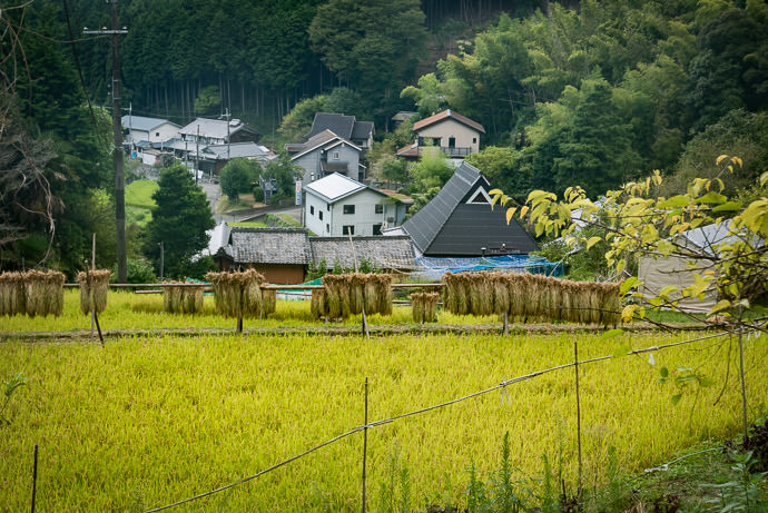 A Good Day's Work newly-harvested rice hanging to dry -- Uji, Kyoto, Japan -- Copyright 2016 Jeffrey Friedl, http://regex.info/blog/ -- This photo is licensed to the public under the Creative Commons Attribution-NonCommercial 4.0 International License http://creativecommons.org/licenses/by-nc/4.0/ (non-commercial use is freely allowed if proper attribution is given, including a link back to this page on http://regex.info/ when used online)