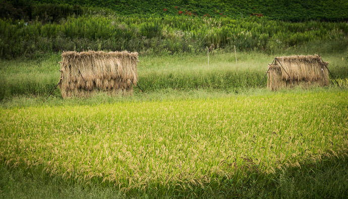Still Rice-Harvest Season -- Takashima, Shiga, Japan -- Copyright 2016 Jeffrey Friedl, http://regex.info/blog/ -- This photo is licensed to the public under the Creative Commons Attribution-NonCommercial 4.0 International License http://creativecommons.org/licenses/by-nc/4.0/ (non-commercial use is freely allowed if proper attribution is given, including a link back to this page on http://regex.info/ when used online)