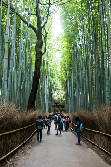 Gathering Crowds Arashiyama Bamboo Forest (嵐山竹 やぶ) -- Arashiyama Bamboo Forest (嵐山竹やぶ) -- Kyoto, Japan -- Copyright 2016 Jeffrey Friedl, http://regex.info/blog/ -- This photo is licensed to the public under the Creative Commons Attribution-NonCommercial 4.0 International License http://creativecommons.org/licenses/by-nc/4.0/ (non-commercial use is freely allowed if proper attribution is given, including a link back to this page on http://regex.info/ when used online)