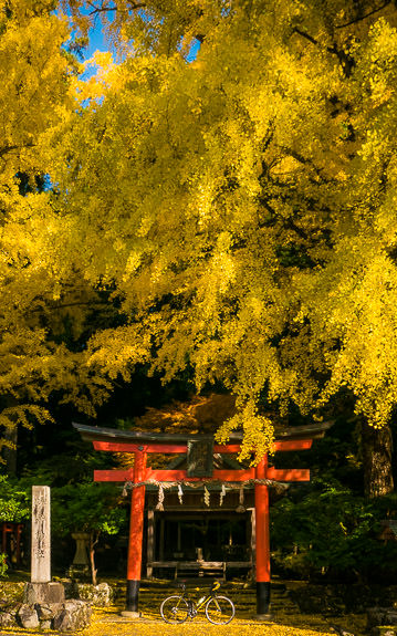 Same Trees closer up -- Iwato Ochiba Shrine (岩戸落葉神社) -- Kyoto, Japan -- Copyright 2016 Jeffrey Friedl, http://regex.info/blog/ -- This photo is licensed to the public under the Creative Commons Attribution-NonCommercial 4.0 International License http://creativecommons.org/licenses/by-nc/4.0/ (non-commercial use is freely allowed if proper attribution is given, including a link back to this page on http://regex.info/ when used online)