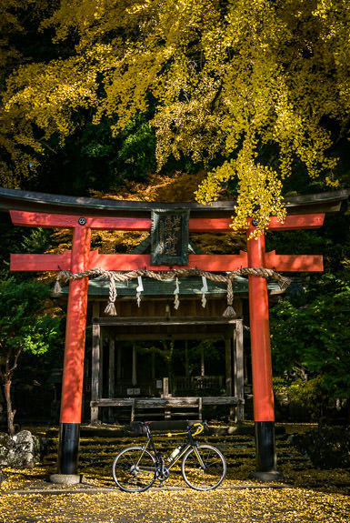 Getting Close, but Not Yet Peak Iwato Ochiba Shrine (岩戸落葉神社), Kyoto Japan -- Iwato Ochiba Shrine (岩戸落葉神社) -- Copyright 2016 Jeffrey Friedl, http://regex.info/blog/ -- This photo is licensed to the public under the Creative Commons Attribution-NonCommercial 4.0 International License http://creativecommons.org/licenses/by-nc/4.0/ (non-commercial use is freely allowed if proper attribution is given, including a link back to this page on http://regex.info/ when used online)