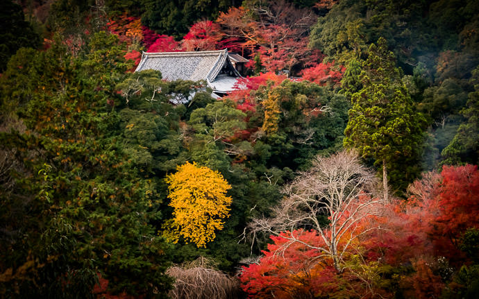 desktop background image of the roof of the Saimyoju Temple (西明寺), Kyoto Japan, during fall-foliage season -- Buried in Color Saimyoji Temple / 高尾の西明寺 -- Saimyoji Temple (西明寺) -- Copyright 2016 Jeffrey Friedl, http://regex.info/blog/ -- This photo is licensed to the public under the Creative Commons Attribution-NonCommercial 4.0 International License http://creativecommons.org/licenses/by-nc/4.0/ (non-commercial use is freely allowed if proper attribution is given, including a link back to this page on http://regex.info/ when used online)