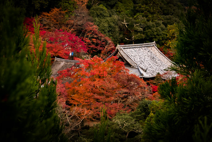 Roof Saimyoji Temple (西明寺) -- Saimyoji Temple (西明寺) -- Kyoto, Japan -- Copyright 2016 Jeffrey Friedl, http://regex.info/blog/ -- This photo is licensed to the public under the Creative Commons Attribution-NonCommercial 4.0 International License http://creativecommons.org/licenses/by-nc/4.0/ (non-commercial use is freely allowed if proper attribution is given, including a link back to this page on http://regex.info/ when used online)