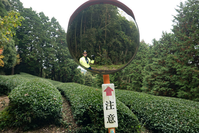 Reflecting Among Tea Fields -- Sōraku-gun -- Soraku-gun, Kyoto, Japan -- Copyright 2016 Jeffrey Friedl, http://regex.info/blog/