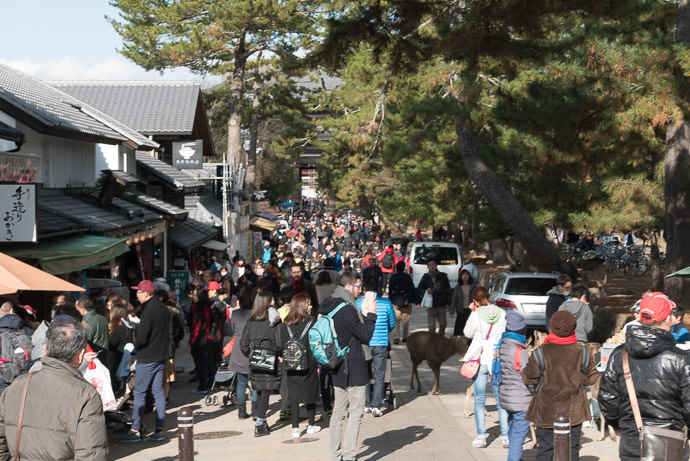 Crowded much more so than this time I visited -- Nara Park (奈良公園) -- Nara, Japan -- Copyright 2016 Jeffrey Friedl, http://regex.info/blog/ -- This photo is licensed to the public under the Creative Commons Attribution-NonCommercial 4.0 International License http://creativecommons.org/licenses/by-nc/4.0/ (non-commercial use is freely allowed if proper attribution is given, including a link back to this page on http://regex.info/ when used online)