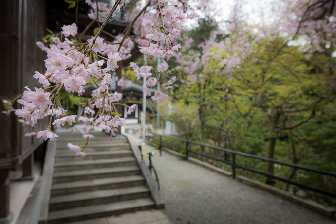 Still a Few Blossoms -- Imurudani Fudodo Temple (飯室谷不動堂) -- Otsu, Shiga, Japan -- Copyright 2017 Jeffrey Friedl, http://regex.info/blog/