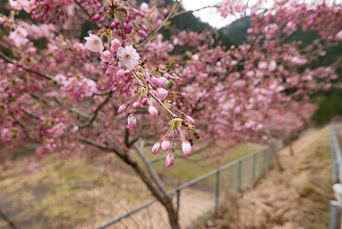 Roadside Blossoms -- Kyoto, Japan -- Copyright 2017 Jeffrey Friedl, http://regex.info/blog/