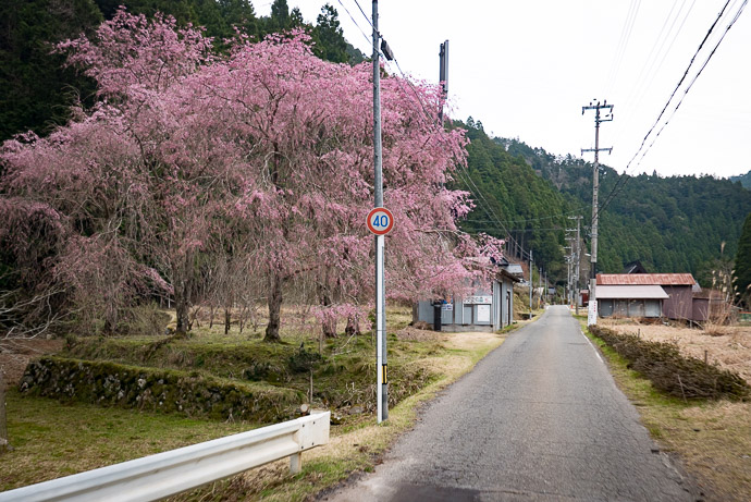 More Road-side Blossoms taken at 28 kph (17 mph) -- Kyoto, Japan -- Copyright 2017 Jeffrey Friedl, http://regex.info/blog/