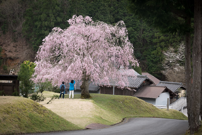 Full Bloom in front of the Joshokoji Temple (常照皇寺) in the mountains north of Kyoto, Japan -- Joshokoji Temple (常照皇寺) -- Copyright 2017 Jeffrey Friedl, http://regex.info/blog/