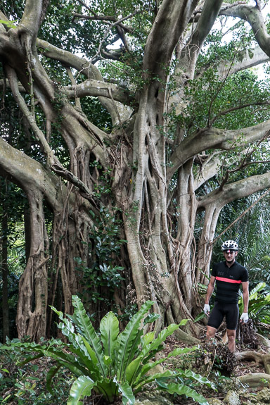 Spooky Jungle -- Nanjo, Okinawa, Japan -- Copyright 2018 Jeffrey Friedl, http://regex.info/blog/
