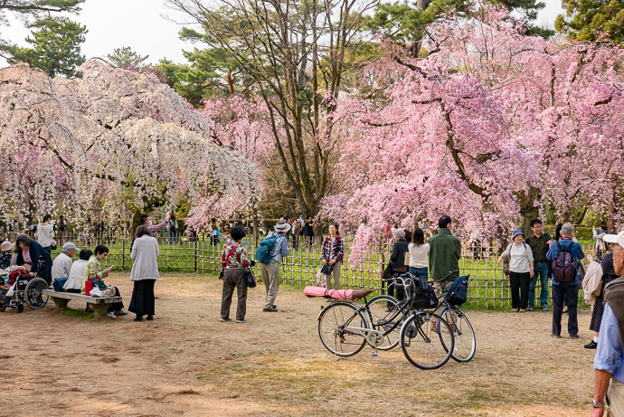 Kyoto Imperial Palace Park (京都御所公園) -- Kyoto, Japan -- Copyright 2018 Jeffrey Friedl, http://regex.info/blog/ -- This photo is licensed to the public under the Creative Commons Attribution-NonCommercial 4.0 International License http://creativecommons.org/licenses/by-nc/4.0/ (non-commercial use is freely allowed if proper attribution is given, including a link back to this page on http://regex.info/ when used online)