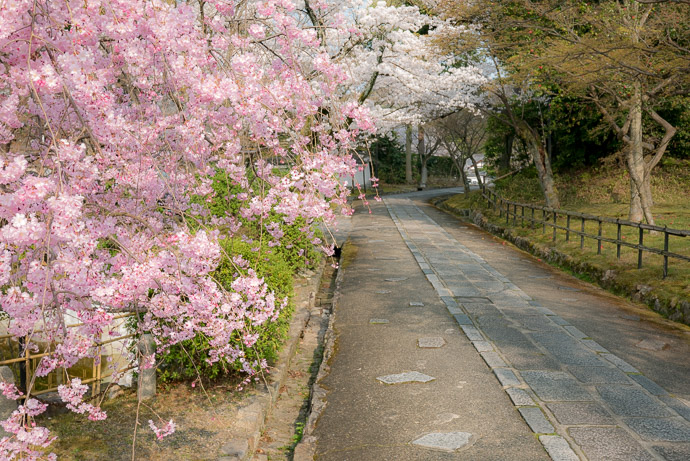 (compare to this photo of the same path last fall) -- Shinnyodo Temple (真如堂本坊) -- Kyoto, Japan -- Copyright 2018 Jeffrey Friedl, http://regex.info/blog/ -- This photo is licensed to the public under the Creative Commons Attribution-NonCommercial 4.0 International License http://creativecommons.org/licenses/by-nc/4.0/ (non-commercial use is freely allowed if proper attribution is given, including a link back to this page on http://regex.info/ when used online)