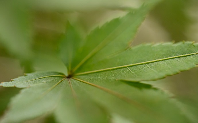 desktop background image of a simple green maple leaf at the Kajui Temple (勧修寺) in Kyoto Japan  --  The Maple are not fiery in summer, but they will be  --  Kajuuji Temple (勧修寺)  --  Copyright 2012 Jeffrey Friedl, http://regex.info/blog/