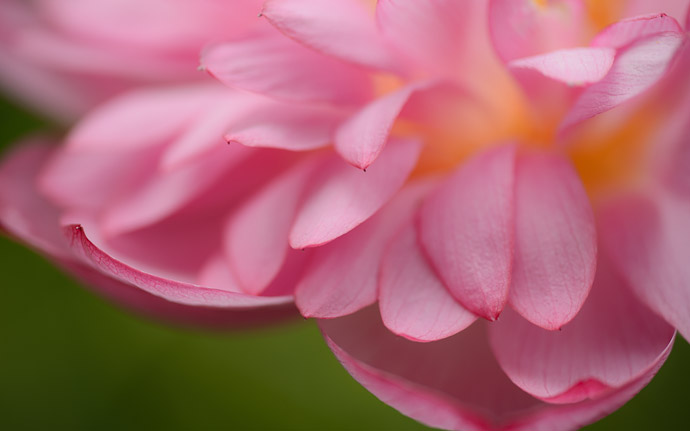 desktop background image of a lotus flower at the Kajui Temple (勧修寺) in Kyoto Japan  --  Kajuuji Temple (勧修寺)  --  Copyright 2012 Jeffrey Friedl, http://regex.info/blog/