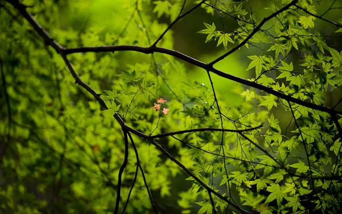 desktop background image of three red maple leaves amid a canopy of green  --  Standouts  --  Kuuya-taki Waterfall (空也滝)  --  Kyoto, Japan  --  Copyright 2012 Jeffrey Friedl, http://regex.info/blog/