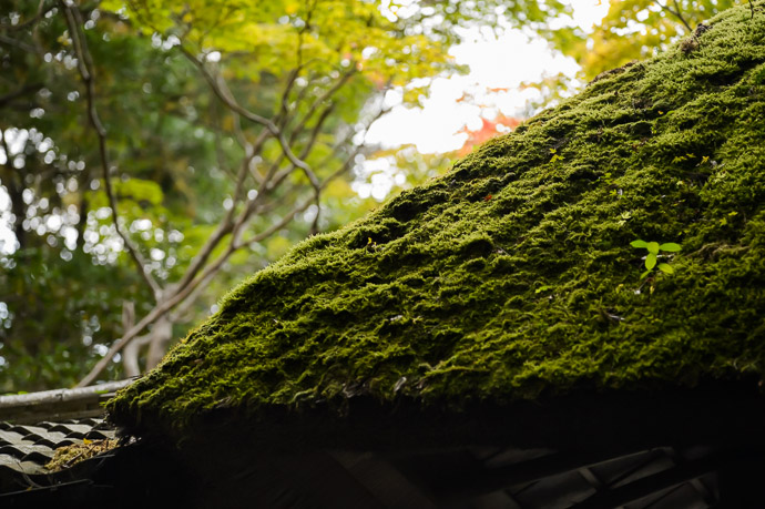 Lush Moss Roof -- Honen'in Temple (法然院) -- Kyoto, Japan -- Copyright 2012 Jeffrey Friedl, http://regex.info/blog/ -- This photo is licensed to the public under the Creative Commons Attribution-NonCommercial 3.0 Unported License http://creativecommons.org/licenses/by-nc/3.0/ (non-commercial use is freely allowed if proper attribution is given, including a link back to this page on http://regex.info/ when used online)