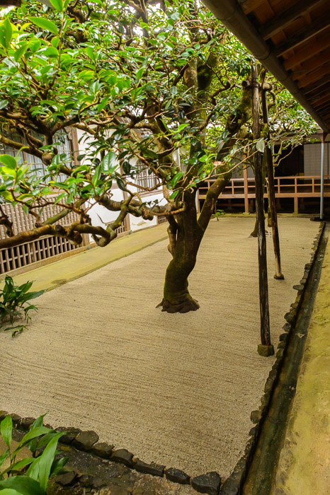 Courtyard Tree in groomed sand -- Honen'in Temple (法然院) -- Kyoto, Japan -- Copyright 2012 Jeffrey Friedl, http://regex.info/blog/ -- This photo is licensed to the public under the Creative Commons Attribution-NonCommercial 3.0 Unported License http://creativecommons.org/licenses/by-nc/3.0/ (non-commercial use is freely allowed if proper attribution is given, including a link back to this page on http://regex.info/ when used online)