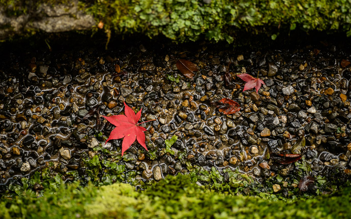 desktop background image of a fall-foliage scene at the Kongorinji Temple (金剛輪寺), Shiga Prefecture, Japan  --  Small Ditch Kongorinji Temple (金剛輪寺), Western Shiga, Japan  --  Kongorinji Temple (金剛輪寺)  --  Echi, Shiga, Japan  --  Copyright 2012 Jeffrey Friedl, http://regex.info/blog/  --  This photo is licensed to the public under the Creative Commons Attribution-NonCommercial 3.0 Unported License http://creativecommons.org/licenses/by-nc/3.0/ (non-commercial use is freely allowed if proper attribution is given, including a link back to this page on http://regex.info/ when used online)