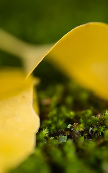 desktop background image of delicate curves of a yellow ginkgo leaf on a bed of moss  --  Curves This one is okay, but I feel I could have (should have) done better  --  Ochiba Jinja (落葉神社)  --  Kyoto, Japan  --  Copyright 2012 Jeffrey Friedl, http://regex.info/blog/  --  This photo is licensed to the public under the Creative Commons Attribution-NonCommercial 3.0 Unported License http://creativecommons.org/licenses/by-nc/3.0/ (non-commercial use is freely allowed if proper attribution is given, including a link back to this page on http://regex.info/ when used online)