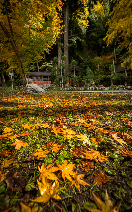 desktop background image of a fall-foliage scene at the Iwato Ochiba Shrine (岩戸落葉神社), Kyoto Japan  --  Next To The Iwato Ochiba Jinja 岩戸落葉神社の隣から  --  Ochiba Jinja (落葉神社)  --  Copyright 2012 Jeffrey Friedl, http://regex.info/blog/  --  This photo is licensed to the public under the Creative Commons Attribution-NonCommercial 3.0 Unported License http://creativecommons.org/licenses/by-nc/3.0/ (non-commercial use is freely allowed if proper attribution is given, including a link back to this page on http://regex.info/ when used online)