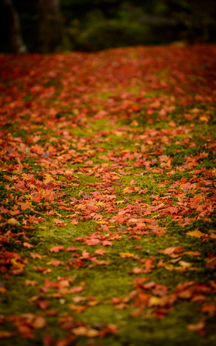 desktop background image of a fall-foliage garden scene from the Enkoji Temple (円光寺), Kyoto Japan -- Messy Lawn -- Enkouji Temple (圓光寺) -- Copyright 2012 Jeffrey Friedl, http://regex.info/blog/ -- This photo is licensed to the public under the Creative Commons Attribution-NonCommercial 3.0 Unported License http://creativecommons.org/licenses/by-nc/3.0/ (non-commercial use is freely allowed if proper attribution is given, including a link back to this page on http://regex.info/ when used online)