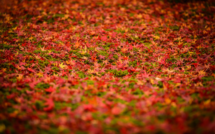 desktop background image of a fall-foliage garden scene from the Enkoji Temple (円光寺), Kyoto Japan -- Wet Rug -- Enkouji Temple (圓光寺) -- Copyright 2012 Jeffrey Friedl, http://regex.info/blog/ -- This photo is licensed to the public under the Creative Commons Attribution-NonCommercial 3.0 Unported License http://creativecommons.org/licenses/by-nc/3.0/ (non-commercial use is freely allowed if proper attribution is given, including a link back to this page on http://regex.info/ when used online)