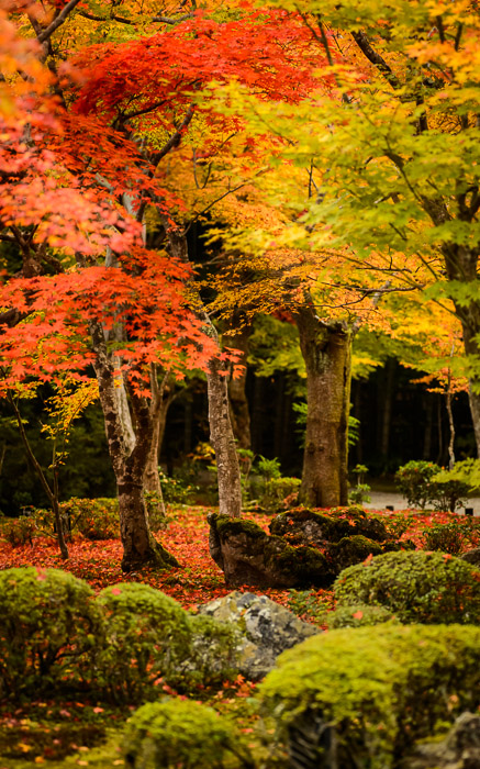 desktop background image of the main garden of the Enkouji Temple (圓光寺), Kyoto Japan, at the height of its fall-foliage splender -- More Main Garden -- Enkouji Temple (圓光寺) -- Copyright 2012 Jeffrey Friedl, http://regex.info/blog/ -- This photo is licensed to the public under the Creative Commons Attribution-NonCommercial 3.0 Unported License http://creativecommons.org/licenses/by-nc/3.0/ (non-commercial use is freely allowed if proper attribution is given, including a link back to this page on http://regex.info/ when used online)