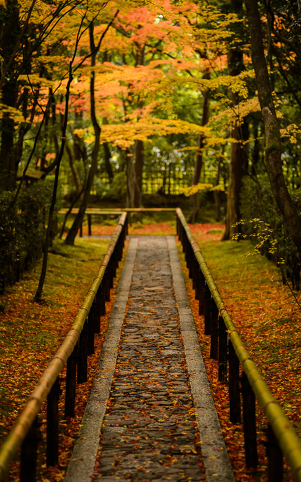 desktop background image of a fall-foliage scene at the Koutouin Temple (高桐院), Kyoto Japan  --  Looking Back reverse-angle view from halfway down the long section of path  --  Koutouin Temple (高桐院)  --  Copyright 2012 Jeffrey Friedl, http://regex.info/blog/  --  This photo is licensed to the public under the Creative Commons Attribution-NonCommercial 3.0 Unported License http://creativecommons.org/licenses/by-nc/3.0/ (non-commercial use is freely allowed if proper attribution is given, including a link back to this page on http://regex.info/ when used online)
