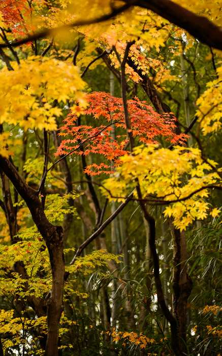 desktop background image of a fall-foliage scene at the Koutouin Temple (高桐院), Kyoto Japan  --  Random Leaves  --  Koutouin Temple (高桐院)  --  Copyright 2012 Jeffrey Friedl, http://regex.info/blog/  --  This photo is licensed to the public under the Creative Commons Attribution-NonCommercial 3.0 Unported License http://creativecommons.org/licenses/by-nc/3.0/ (non-commercial use is freely allowed if proper attribution is given, including a link back to this page on http://regex.info/ when used online)