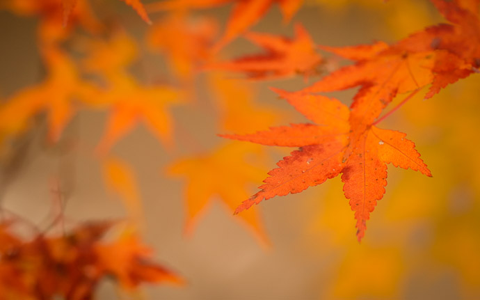 desktop background image of a fall-foliage scene at the Tenjyuan Garden (天授庵), Kyoto Japan  --  Soft  --  Tenjyuan Garden (天授庵)  --  Copyright 2012 Jeffrey Friedl, http://regex.info/blog/2013-02-02/2197  --  This photo is licensed to the public under the Creative Commons Attribution-NonCommercial 3.0 Unported License http://creativecommons.org/licenses/by-nc/3.0/ (non-commercial use is freely allowed if proper attribution is given, including a link back to this page on http://regex.info/ when used online)