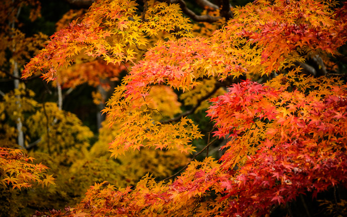 desktop background image of a fall-foliage scene at the Tenjyuan Garden (天授庵), Kyoto Japan  --  Spacey  --  Tenjyuan Garden (天授庵)  --  Copyright 2012 Jeffrey Friedl, http://regex.info/blog/2013-02-02/2197  --  This photo is licensed to the public under the Creative Commons Attribution-NonCommercial 3.0 Unported License http://creativecommons.org/licenses/by-nc/3.0/ (non-commercial use is freely allowed if proper attribution is given, including a link back to this page on http://regex.info/ when used online)