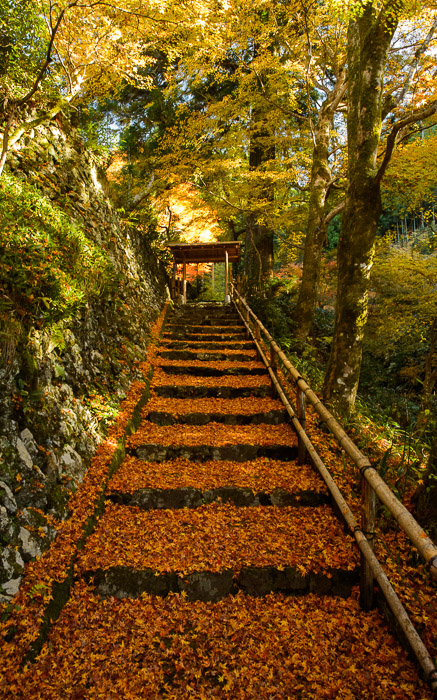desktop background image of a foll-foliage scene at the Sourenji Temple (宗蓮寺), Kyoto Japan  --  Steep and Colorful and not more than a little visually overwhelming  --  Sourenji Temple (宗蓮寺)  --  Copyright 2012 Jeffrey Friedl, http://regex.info/blog/2012-11-26/2152  --  This photo is licensed to the public under the Creative Commons Attribution-NonCommercial 3.0 Unported License http://creativecommons.org/licenses/by-nc/3.0/ (non-commercial use is freely allowed if proper attribution is given, including a link back to this page on http://regex.info/ when used online)