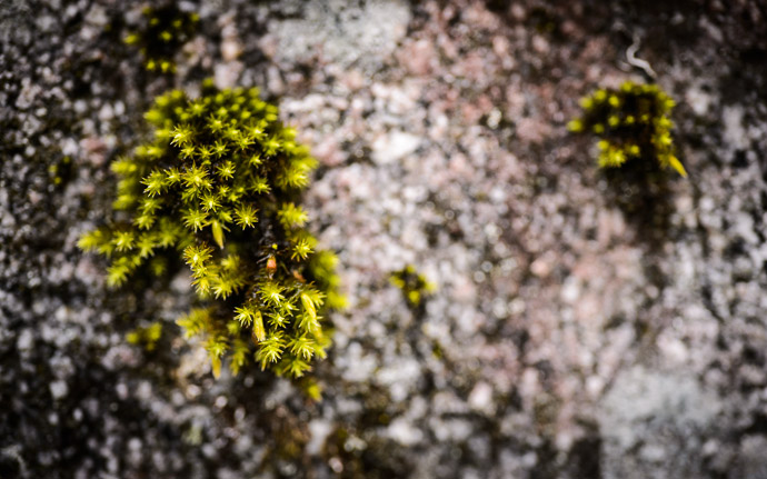 desktop background image of moss on a stone wall, near the Sanzen-in Temple (三千院), Kyoto Japan -- Moss on a Wall Near the Sanzen-in Temple (三千院) -- Near the Sanzen-in Temple (三千院) -- Copyright 2012 Jeffrey Friedl, http://regex.info/blog/ -- This photo is licensed to the public under the Creative Commons Attribution-NonCommercial 3.0 Unported License http://creativecommons.org/licenses/by-nc/3.0/ (non-commercial use is freely allowed if proper attribution is given, including a link back to this page on http://regex.info/ when used online)