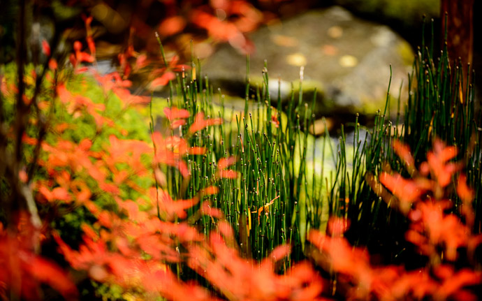 desktop background image of a garden scene at the Housen-in Temple (宝泉院), Kyoto Japan  --  Not Bamboo Grass  --  Housen-in Temple (宝泉院)  --  Copyright 2012 Jeffrey Friedl, http://regex.info/blog/  --  This photo is licensed to the public under the Creative Commons Attribution-NonCommercial 3.0 Unported License http://creativecommons.org/licenses/by-nc/3.0/ (non-commercial use is freely allowed if proper attribution is given, including a link back to this page on http://regex.info/ when used online)
