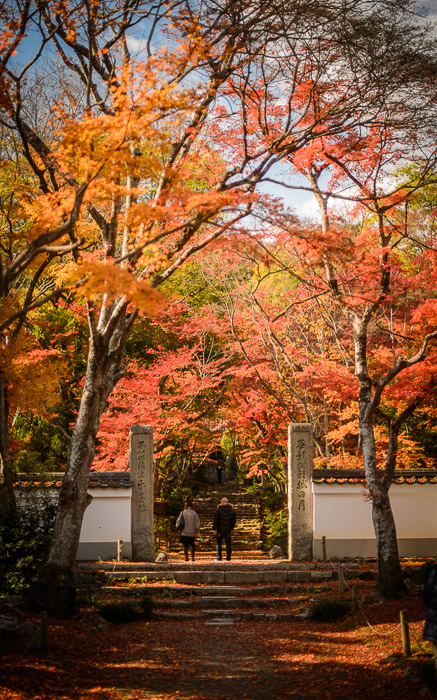 desktop background image of the entrance path to the Jojuji Temple (浄住寺、京都市嵐山) in Kyoto, Japan, bathed in fall colors -- Jojuji Temple (浄住寺 -- Copyright 2012 Jeffrey Friedl, http://regex.info/blog/ -- This photo is licensed to the public under the Creative Commons Attribution-NonCommercial 4.0 International License http://creativecommons.org/licenses/by-nc/4.0/ (non-commercial use is freely allowed if proper attribution is given, including a link back to this page on http://regex.info/ when used online)