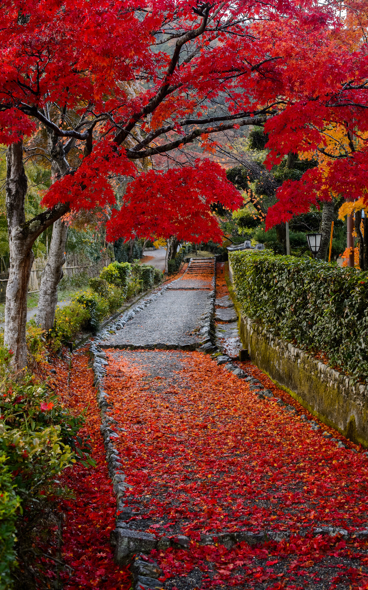 Jeffrey Friedl's Blog » Pretty and Colorful Public Path in Arashiyama