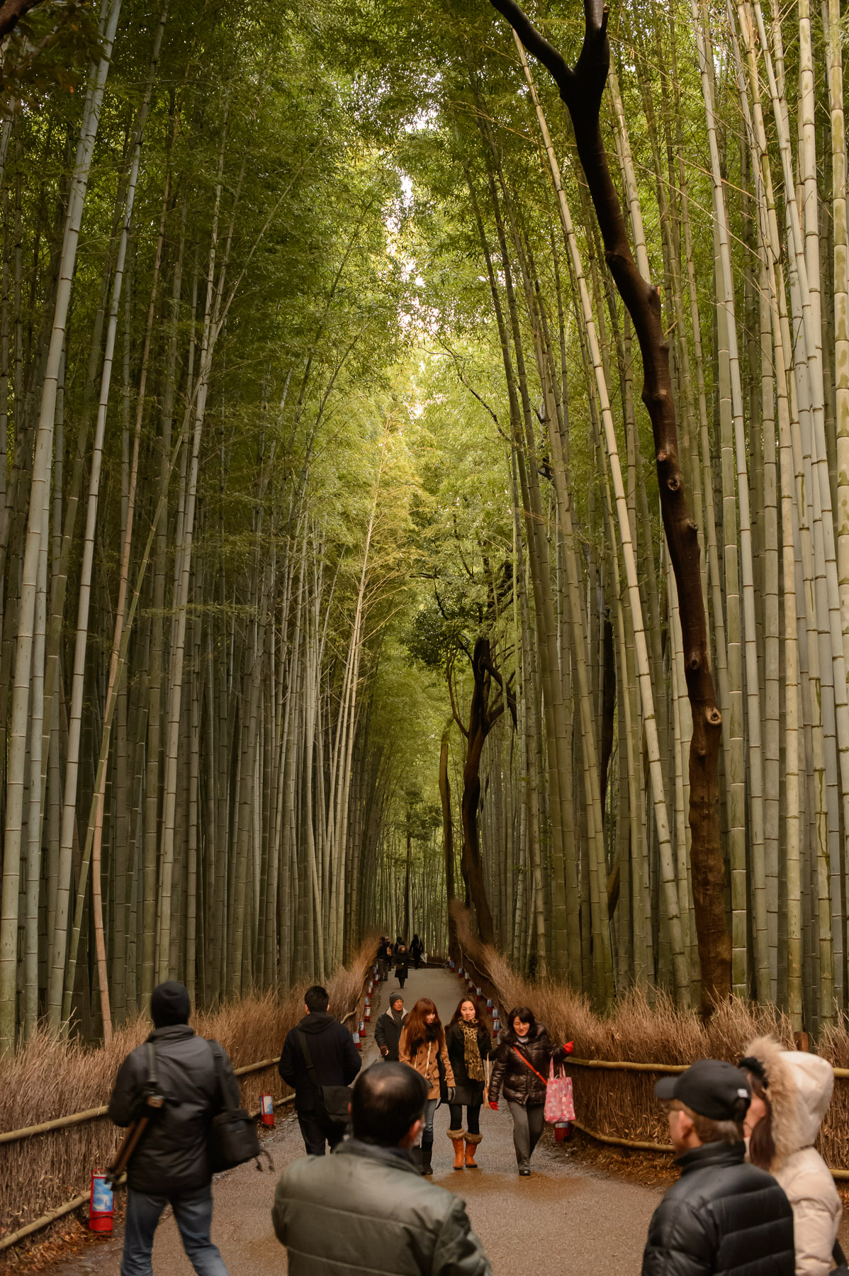 Jeffrey Friedl S Blog Kyoto Arashiyama Bamboo Forest Lightup Part Two