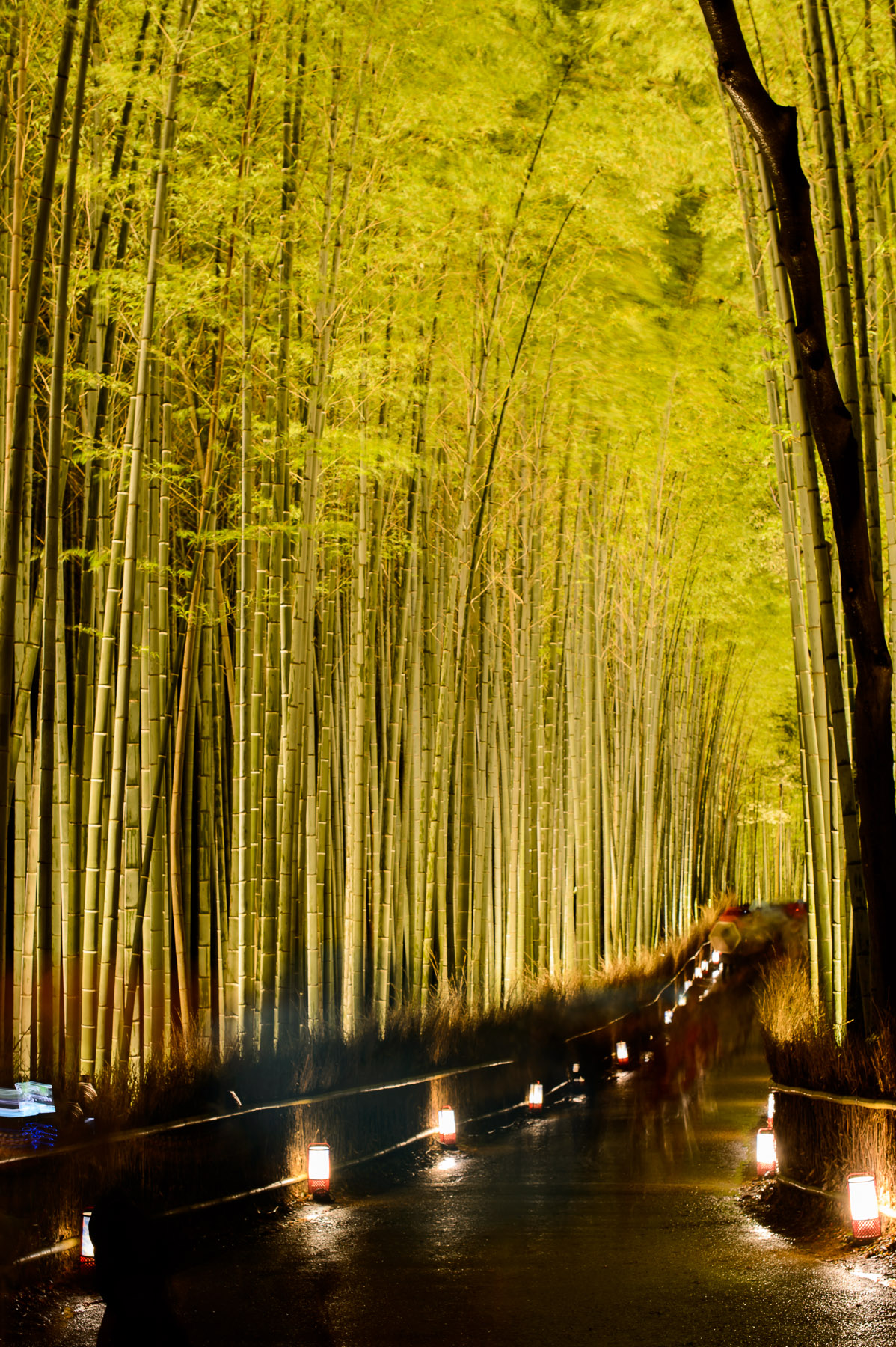 Jeffrey Friedl S Blog Kyoto Arashiyama Bamboo Forest Lightup Part Three