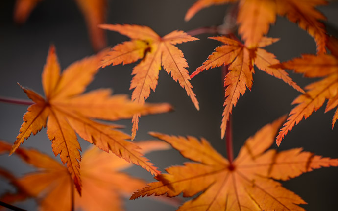 desktop background image of some pretty Japanese Maple momiji, in Kyoto Japan  --  Copyright 2012 Jeffrey Friedl, http://regex.info/blog/  --  This photo is licensed to the public under the Creative Commons Attribution-NonCommercial 3.0 Unported License http://creativecommons.org/licenses/by-nc/3.0/ (non-commercial use is freely allowed if proper attribution is given, including a link back to this page on http://regex.info/ when used online)