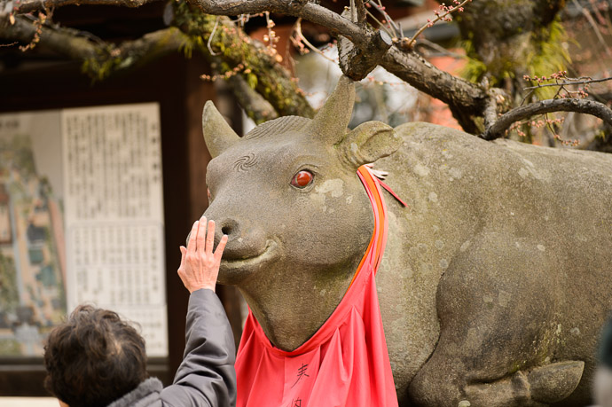 Holy Cow at the Kitano Tenmangu Shrine (北野天満宮), Kyoto Japan -- Kitano Tenmangu Shrine (北野天満宮) -- Copyright 2013 Jeffrey Friedl, http://regex.info/blog/ -- This photo is licensed to the public under the Creative Commons Attribution-NonCommercial 3.0 Unported License http://creativecommons.org/licenses/by-nc/3.0/ (non-commercial use is freely allowed if proper attribution is given, including a link back to this page on http://regex.info/ when used online)