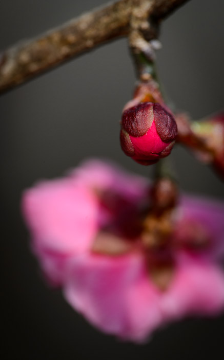 desktop background image of a pink plum blossom and a red plum bud about to bloom, at the Kitano Tenmangu Shrine (北野天満宮), Kyoto Japan  --  I'm Plum Tuckered Out after taking 803 photos at the Kitano Tenmangu Shrine (北野天満宮), Kyoto Japan  --  Kitano Tenmangu Shrine (北野天満宮)  --  Copyright 2013 Jeffrey Friedl, http://regex.info/blog/  --  This photo is licensed to the public under the Creative Commons Attribution-NonCommercial 3.0 Unported License http://creativecommons.org/licenses/by-nc/3.0/ (non-commercial use is freely allowed if proper attribution is given, including a link back to this page on http://regex.info/ when used online)