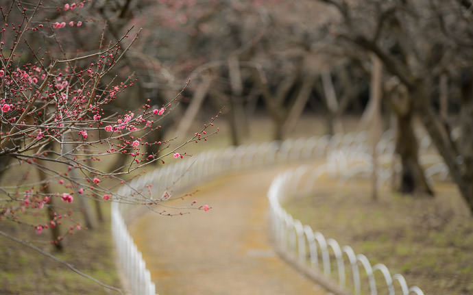 desktop background image of the plum orchard at the Kitano Tenmangu Shrine (北野天満宮), Kyoto Japan, when it -- Some Paths Have a Few Blossoms... -- Kitano Tenmangu Shrine (北野天満宮) -- Copyright 2013 Jeffrey Friedl, http://regex.info/blog/ -- This photo is licensed to the public under the Creative Commons Attribution-NonCommercial 4.0 International License http://creativecommons.org/licenses/by-nc/4.0/ (non-commercial use is freely allowed if proper attribution is given, including a link back to this page on http://regex.info/ when used online)
