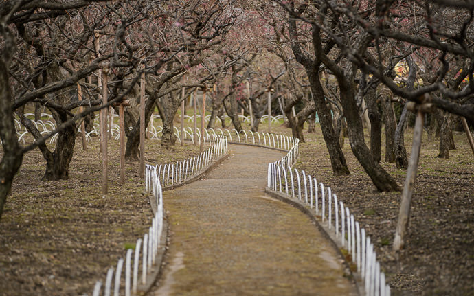 desktop background image of the plum orchard at the Kitano Tenmangu Shrine (北野天満宮), Kyoto Japan, when it -- Heading Out of the garden, back to the main shrine grounds... -- Kitano Tenmangu Shrine (北野天満宮) -- Copyright 2013 Jeffrey Friedl, http://regex.info/blog/ -- This photo is licensed to the public under the Creative Commons Attribution-NonCommercial 4.0 International License http://creativecommons.org/licenses/by-nc/4.0/ (non-commercial use is freely allowed if proper attribution is given, including a link back to this page on http://regex.info/ when used online)